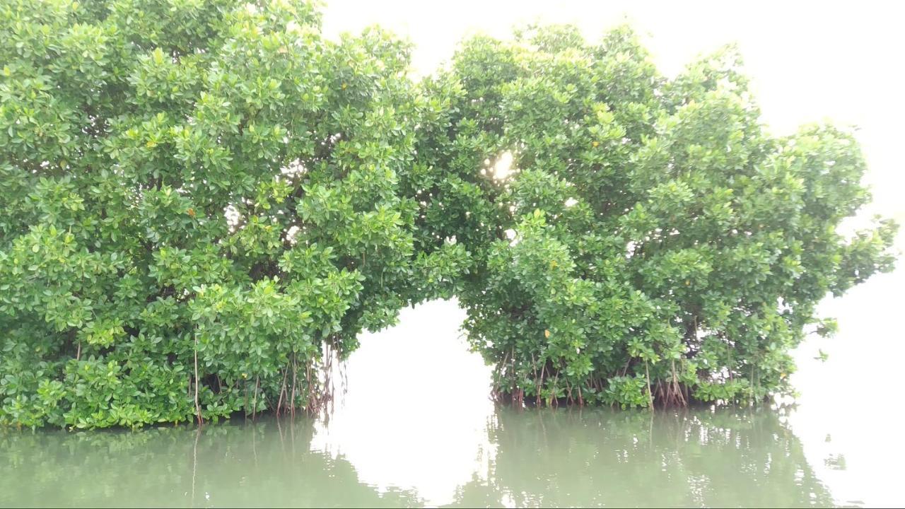 Greenchromide